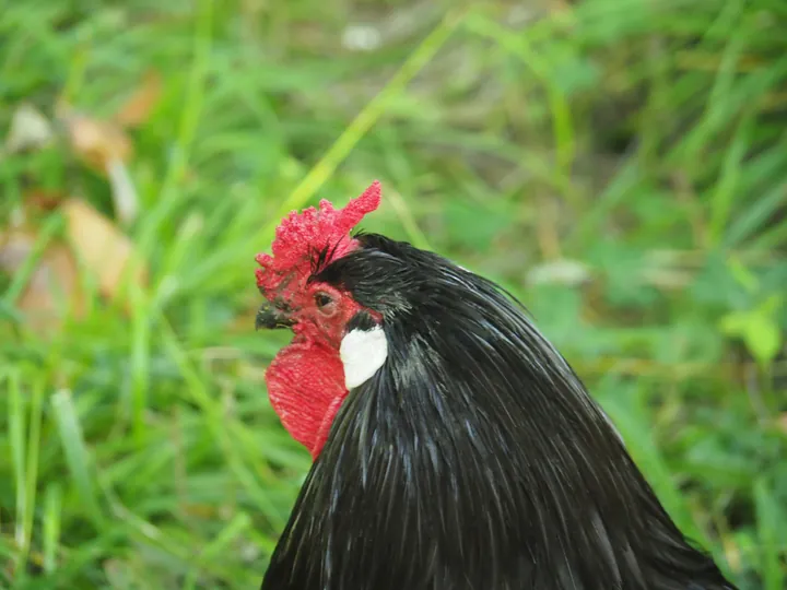 NaturOparC Hunawihr, Alsace (France)